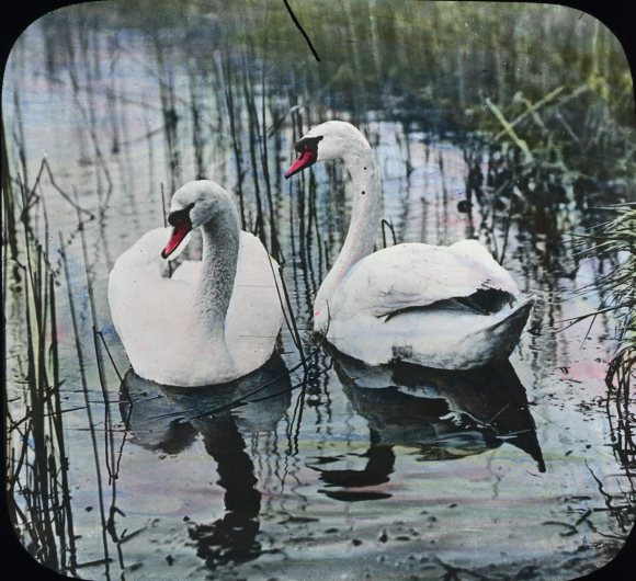 9555237988_886d2ba657_o(1)