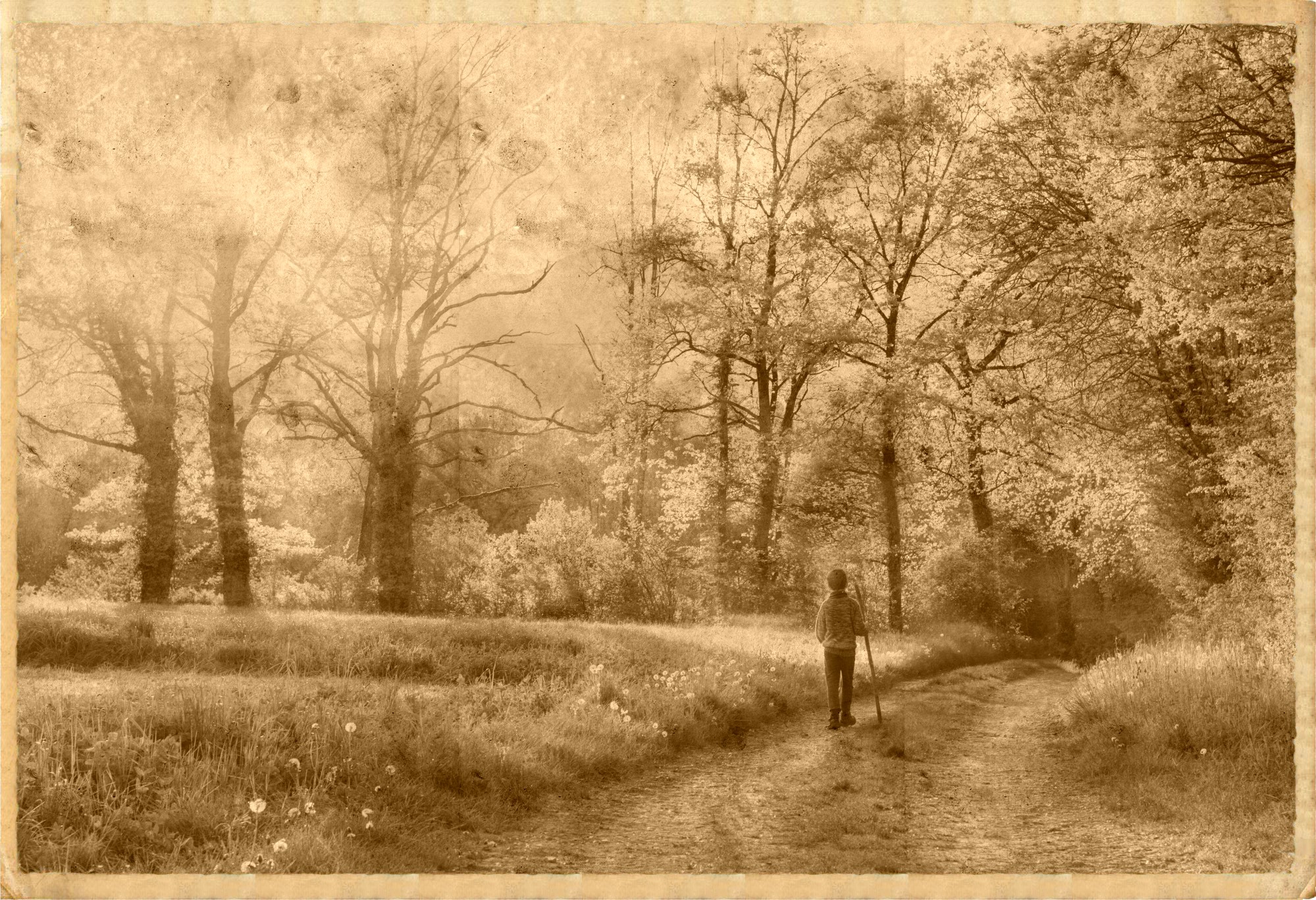 branches-dirt-road-field-160636